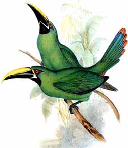 http://solene.ledantec.free.fr/Plein%20toucan/apercus/blackthroated3.jpg