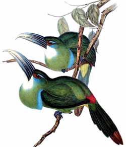 http://solene.ledantec.free.fr/Plein%20toucan/apercus/bluebanded3.jpg