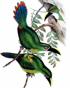 http://solene.ledantec.free.fr/Plein%20toucan/apercus/emerald3.jpg